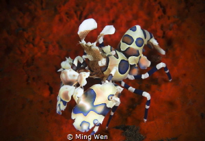 The shrimp on the red carpet by Ming Wen 